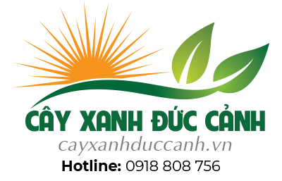 Cây Xanh Đức Cảnh